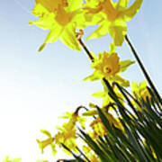 Sun Shining On Yellow Daffodils Poster