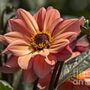 Sunbathing Dahlia Poster