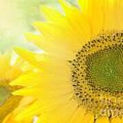 Sunflower Background Poster