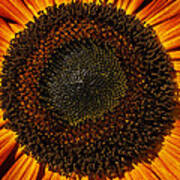 Sunflower Bloom Poster