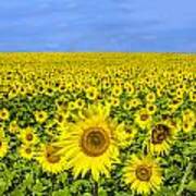 Sunflower Field Poster