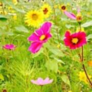 Sunflower Fields In Merrimack.  #owers Poster