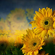 Sunflower Garden Poster