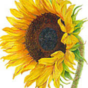 Sunflower - Helianthus Annuus Poster