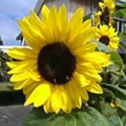 Sunflower #nofillter :) Poster