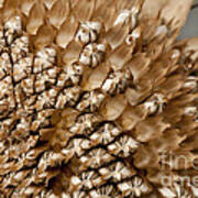 Sunflower Seed Head Poster