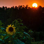 Sunflower Sunset Poster