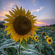Sunflower Sunset Poster