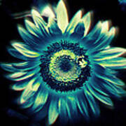 Sunflower Sutra Poster
