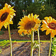 Sunflower Trio Poster