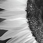 Sunflowers Beauty Black And White Poster