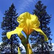Sunlit Yellow Iris Poster