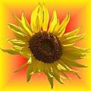 Sunny Sunflower On Warm Colors Poster