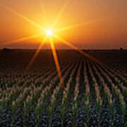 Sunrise, Crops, Farm, Sacramento Poster