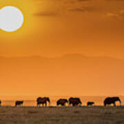 Sunrise Over Amboseli Poster