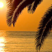 Sunset Golden Color With Palm Poster