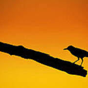 Sunset Grackle Silhouette Poster