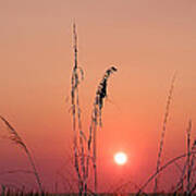 Sunset In Tall Grass Poster