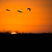 Sunset Of The Ibis Poster