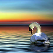 Sunset Swan Poster