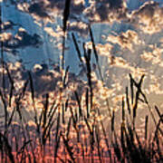 Sunset Through The Grasses Poster