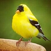 Super Fluffed Up Goldfinch Poster