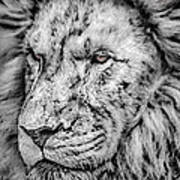 Surreal Lion Poster