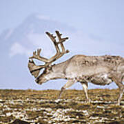 Svalbard Reindeer Bull In Summer Molt Poster
