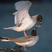 Swallow-tailed Gulls Mating At Dusk Poster