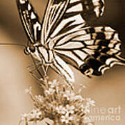 Swallowtail Butterfly 2 Poster