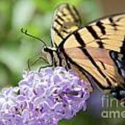 Swallowtail Butterfly On Lilac Poster
