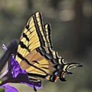 Swallowtail Butterfly Poster