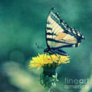 Swallowtail Poster