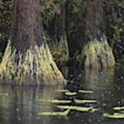 Swamp Gas In Okefenokee Poster