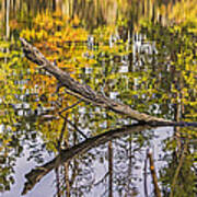 Swamp Pond Log Reflection Poster