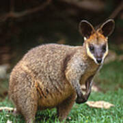 Swamp Wallaby Poster