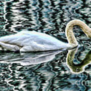 Swan On Lake Eola By Diana Sainz Poster