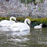 Swans And Cygnets In Brugge Canal Belgium Poster