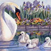Mother Swan And Cygnets Poster