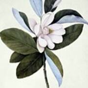 Sweet Bay (magnolia Virginiana) Poster