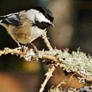 Sweet Little Chickadee Poster