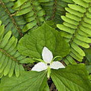 Sweet White Trillium - D008728 Poster