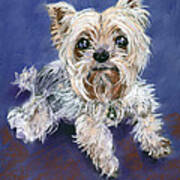 Sweet Yorkie Poster