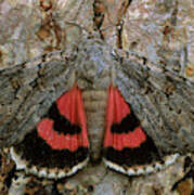 Sweetheart Underwing Moth Poster