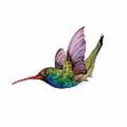 Swooping Broad Billed Hummingbird Poster