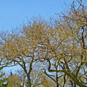 Sycamores In Spring Poster