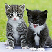 Tabby And Black Kittens Poster
