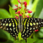 Tailed Green Jay Butterfly Poster