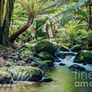 Tasmanian Rainforest Poster