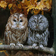 Tawny Owl Poster